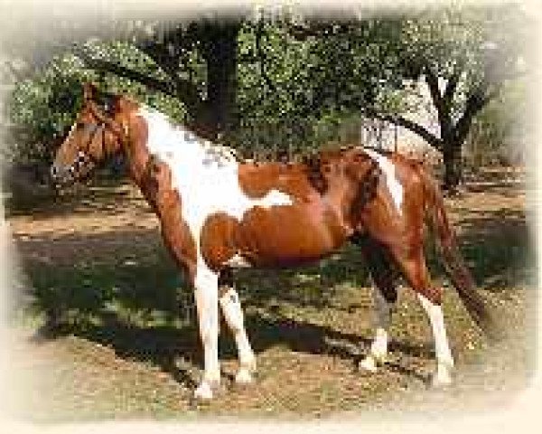 stallion Goloby (Lewitzer, 1992, from Golosny (RU))