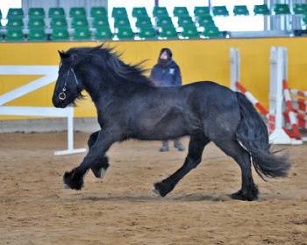 Deckhengst Nabucco vom Schieferberg (Fell Pony, 2009, von Bybeck Echo)