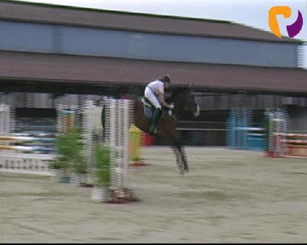 jumper Zolino (KWPN (Royal Dutch Sporthorse), 2004, from Hemmingway)