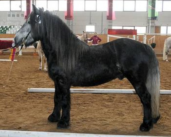 stallion Glossopdale Smokey Top Class (Fell Pony, 2005, from Heltondale Mountain Mist II)