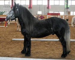 horse Glossopdale Smokey Top Class (Fell Pony, 2005, from Heltondale Mountain Mist II)