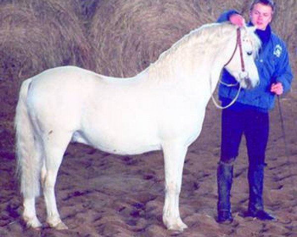 stallion Giglberg's Jackson B 67 (Welsh-Pony (Section B), 1985, from Bengad Blueberry)
