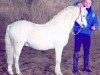 stallion Giglberg's Jackson B 67 (Welsh-Pony (Section B), 1985, from Bengad Blueberry)