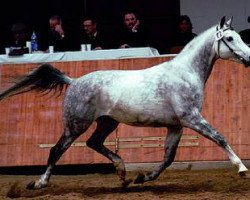 stallion Gadishan (Little German Riding Horse, 1995, from Golosny (RU))