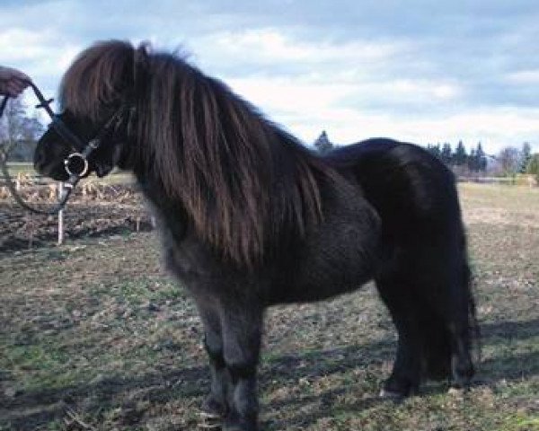 stallion Mr.Roy (Shetland Pony, 2008, from Mr. Roger v. Uilenbroek)