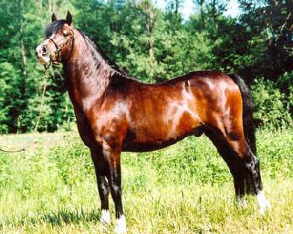 stallion Frankenhoeh's Merlin (Welsh-Pony (Section B), 2001, from Bleekerweg Dores)