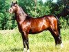 stallion Frankenhoeh's Merlin (Welsh-Pony (Section B), 2001, from Bleekerweg Dores)