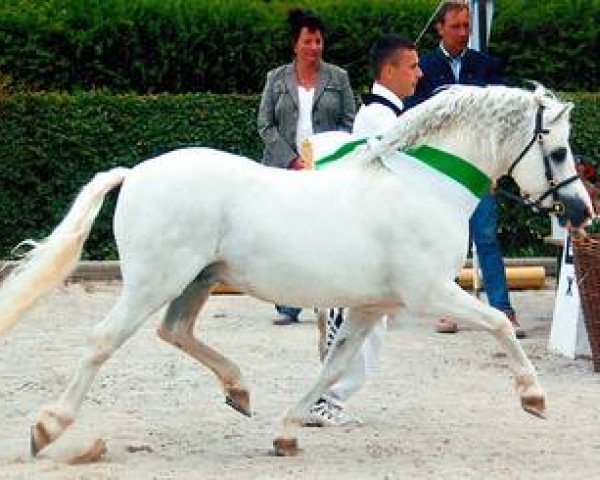 stallion Elferink's Hamad (Welsh mountain pony (SEK.A), 1995, from Nachtegaal's Captain)