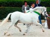 stallion Elferink's Hamad (Welsh mountain pony (SEK.A), 1995, from Nachtegaal's Captain)