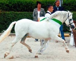 Deckhengst Elferink's Hamad (Welsh Mountain Pony (Sek.A), 1995, von Nachtegaal's Captain)