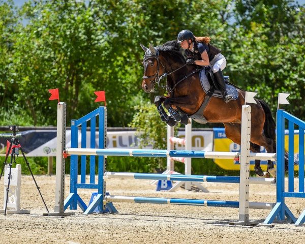 jumper Pippin II (Irish Sport Horse, 2013, from Cap Nord d'Hyrencourt)