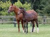 horse Geneva (Westphalian, 1992, from Gracioso)