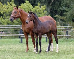 broodmare Geneva (Westphalian, 1992, from Gracioso)