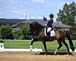 jumper Hayden B (KWPN (Royal Dutch Sporthorse), 2012, from Santano)