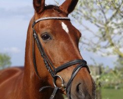 dressage horse Dali's Diva Deluxe (Westphalian, 2004, from Dali X)