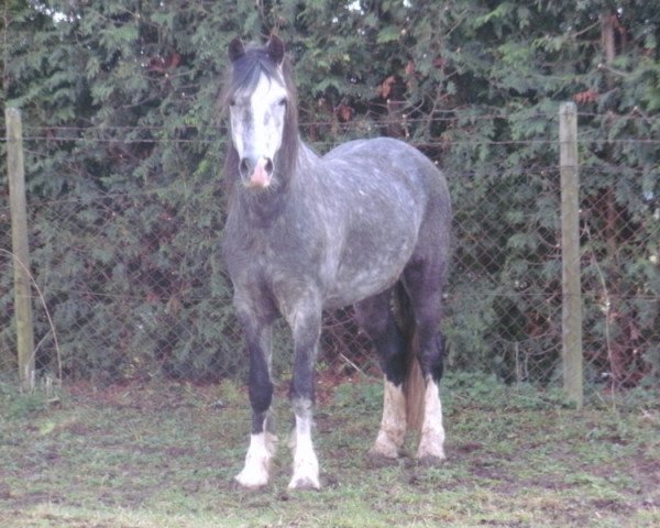 Dressurpferd Tirion Touch of Class (Welsh-Cob (Sek. C), 2005, von Menai Sparkling Magic)