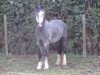 Dressurpferd Tirion Touch of Class (Welsh-Cob (Sek. C), 2005, von Menai Sparkling Magic)