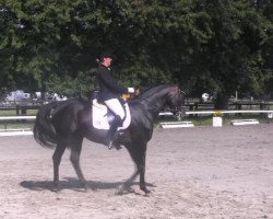 dressage horse Ornamento (Trakehner, 2000, from Albarrano)