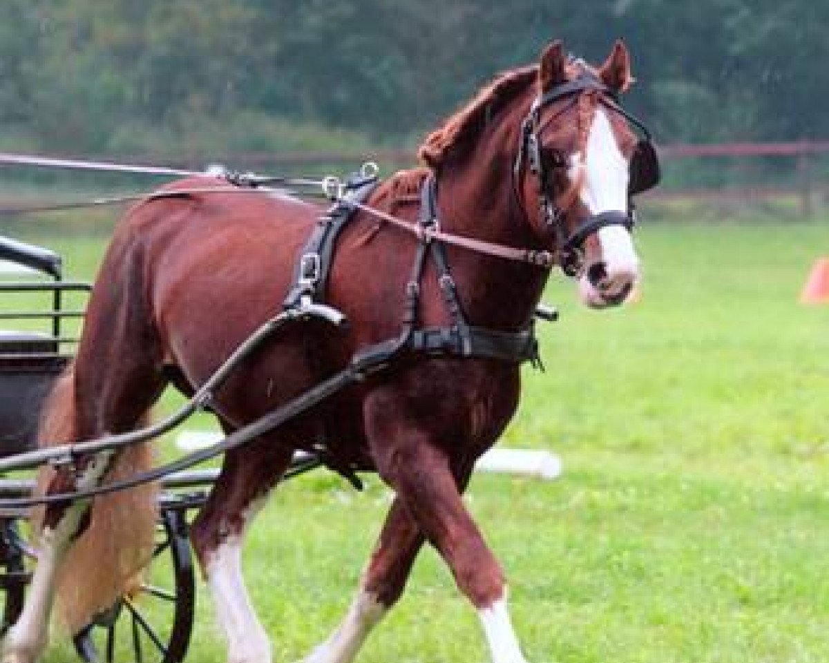 Deckhengst Glynteg Double Chester (Welsh-Cob (Sek. C), 2008, von Glebedale Chit-Chat)