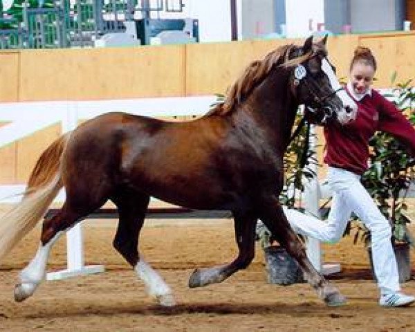 Deckhengst Dillyn Pleasure (Welsh-Cob (Sek. C), 2006, von Bluehaven Penddu)