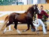 stallion Dillyn Pleasure (Welsh-Cob (Sek. C), 2006, from Bluehaven Penddu)