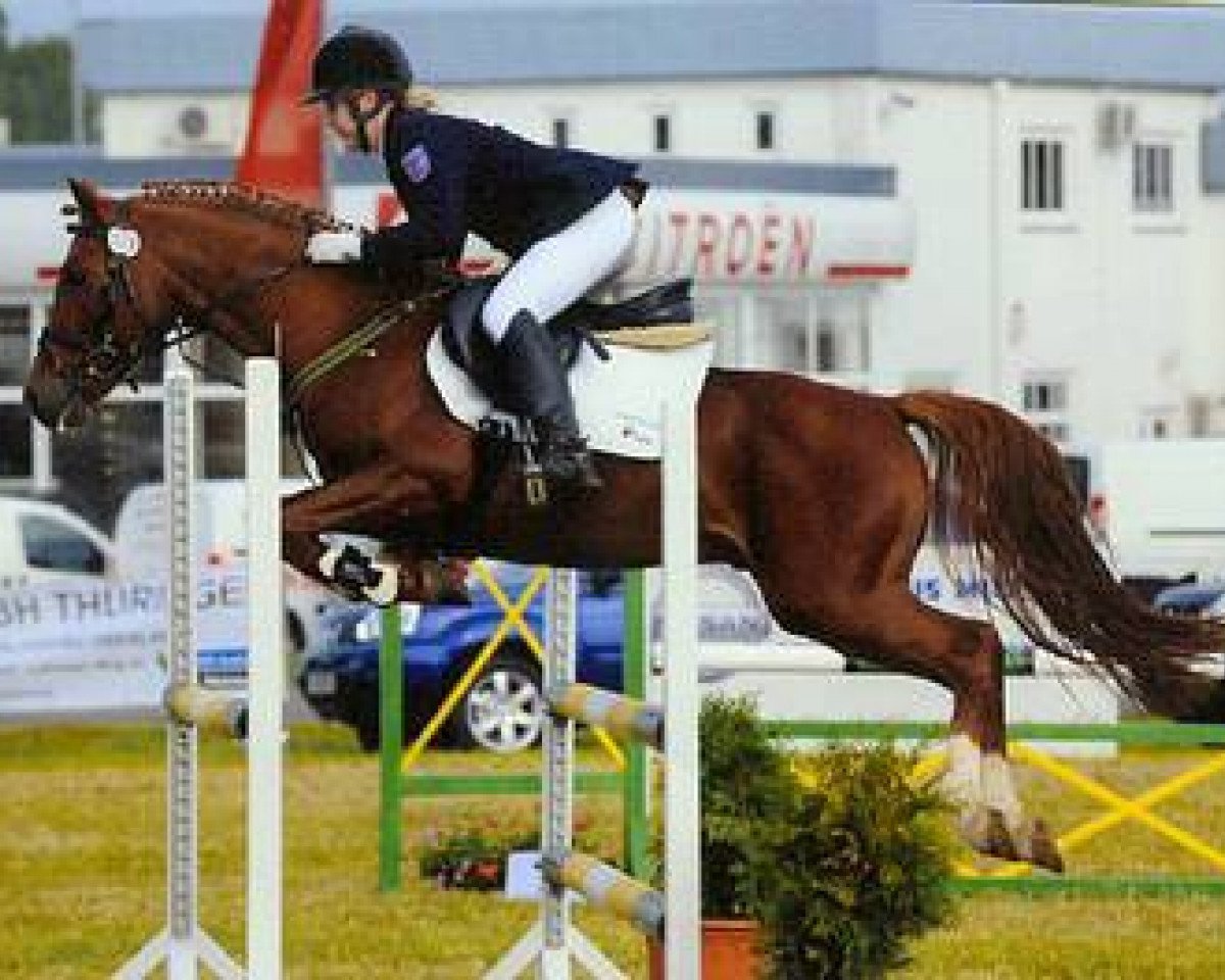 Deckhengst Diabolo Sun (Deutsches Reitpony, 2003, von Diabolo)