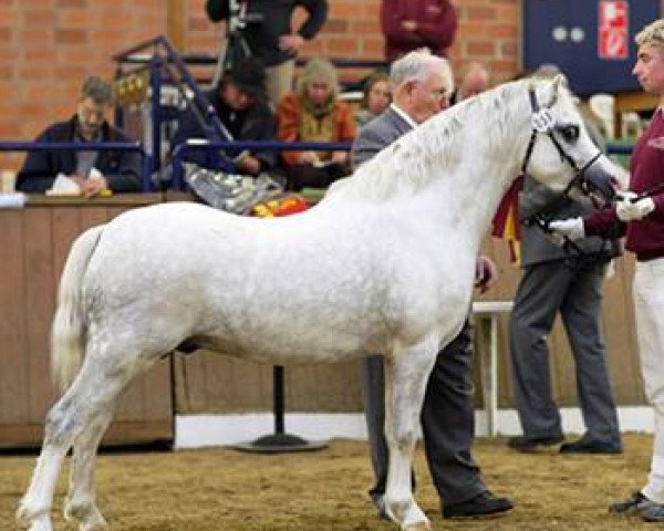 stallion DE Weyerd's Helsinki (Welsh mountain pony (SEK.A), 2006, from Ysselvliedt's Special Edition)