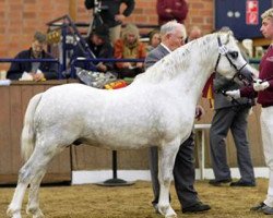 stallion DE Weyerd's Helsinki (Welsh mountain pony (SEK.A), 2006, from Ysselvliedt's Special Edition)