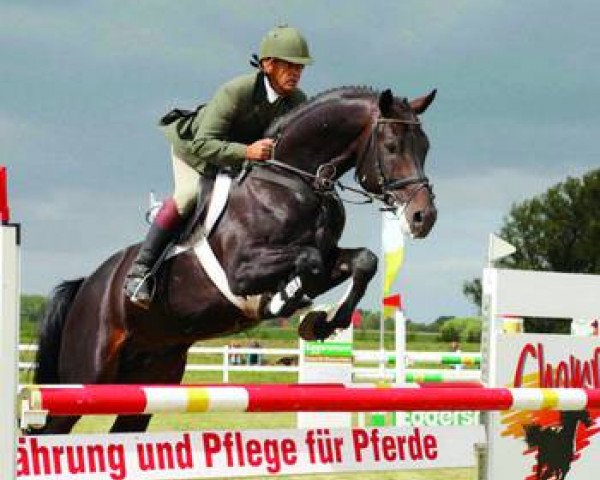 stallion Grabenstern I (Mecklenburg, 1997, from Grabensee)