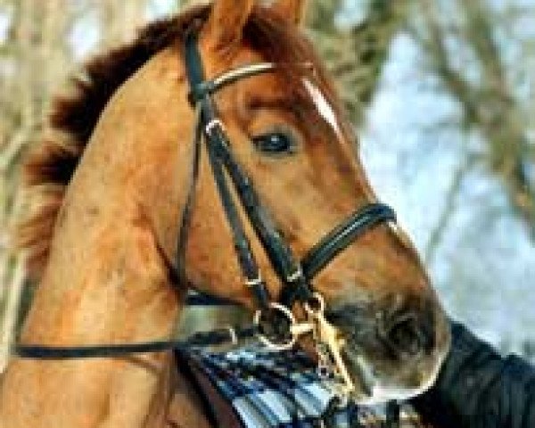 horse Speyksbosch Nelson (Nederlands Welsh Ridepony, 1991, from Julio Mariner xx)