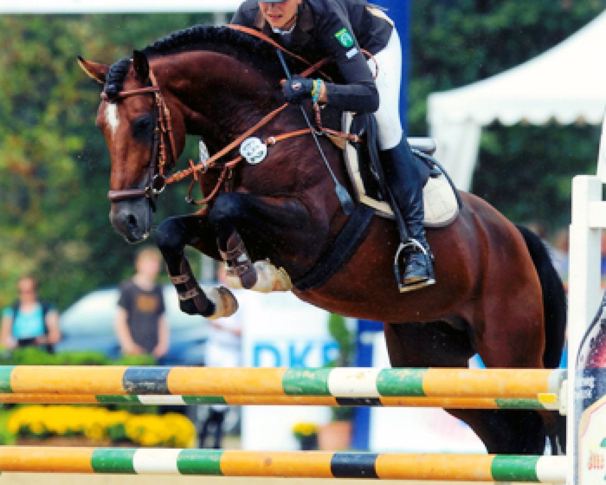Deckhengst Prince Charming 17 (Westfale, 2005, von Principal Boy)