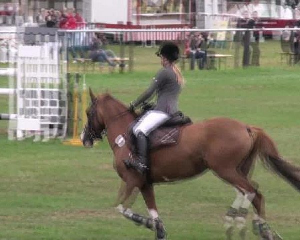 Zuchtstute Farbenfroh B (Deutsches Reitpony, 2004, von Stukhuster Ricardo Go For Gold)