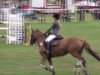 broodmare Farbenfroh B (German Riding Pony, 2004, from Stukhuster Ricardo Go For Gold)