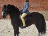 stallion Bluehaven Penddu (Welsh-Cob (Sek. C), 1999, from Glynwyn Dyfodol)