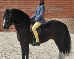 stallion Bluehaven Penddu (Welsh-Cob (Sek. C), 1999, from Glynwyn Dyfodol)