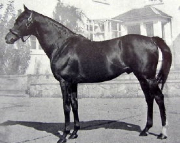 stallion Songedor xx (Thoroughbred, 1959, from Matador xx)