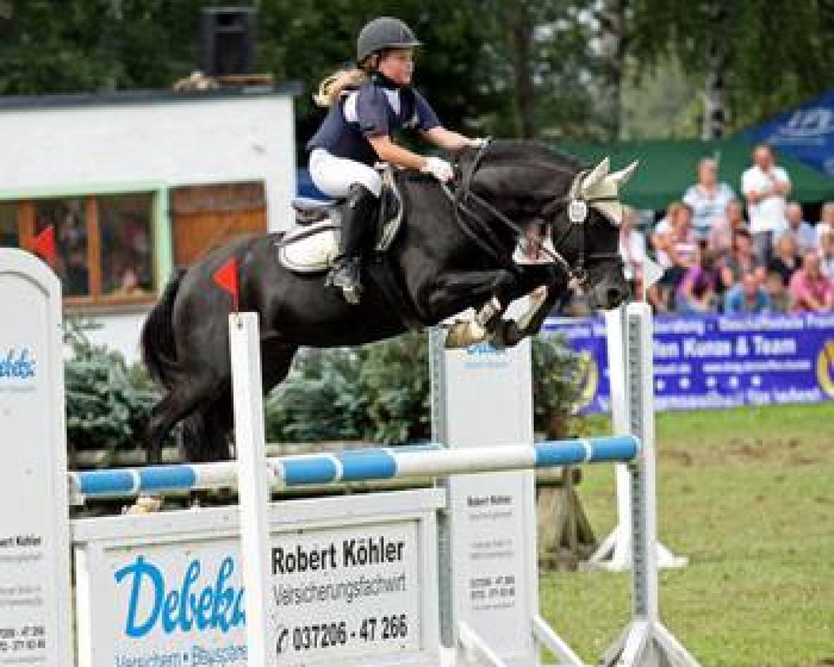 stallion Black Horse 2 (Welsh-Pony (Section B), 1992, from Brakenhoeve's Emiel)