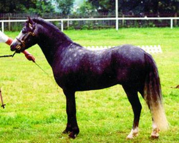Deckhengst Berkatal Balduin (Welsh Mountain Pony (Sek.A), 1990, von Racker)