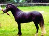 Deckhengst Berkatal Balduin (Welsh Mountain Pony (Sek.A), 1990, von Racker)