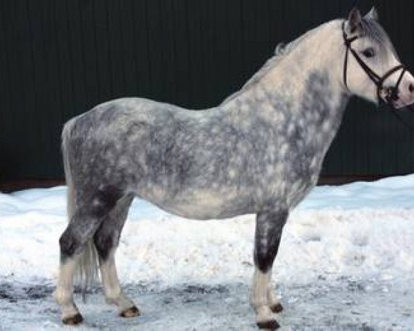 stallion Tamevalley Twist (Welsh mountain pony (SEK.A), 2005, from Dukeshill Magnum)