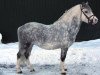 Deckhengst Tamevalley Twist (Welsh Mountain Pony (Sek.A), 2005, von Dukeshill Magnum)