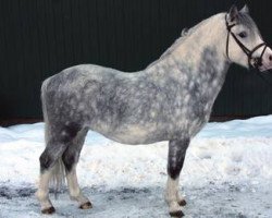 stallion Tamevalley Twist (Welsh mountain pony (SEK.A), 2005, from Dukeshill Magnum)