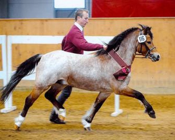 Pferd Nordstern (Welsh Mountain Pony (Sek.A), 2005, von Eiluns Nick)