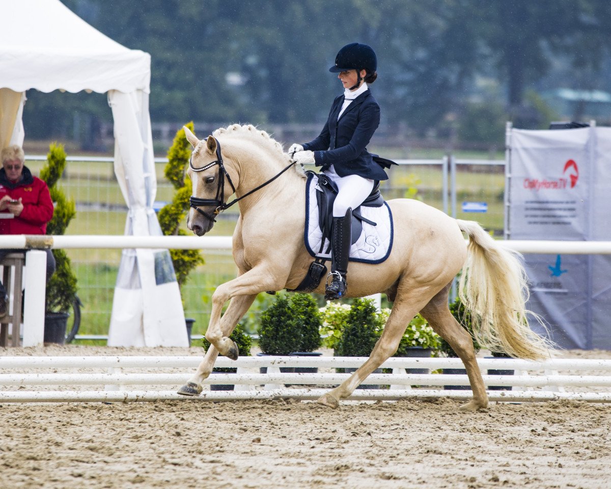 stallion Goldherz (German Riding Pony, 2017, from HET Golden Dream)