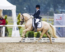 Deckhengst Goldherz (Deutsches Reitpony, 2017, von HET Golden Dream)