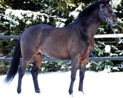 stallion Candelero (Holsteiner, 2004, from Carry)