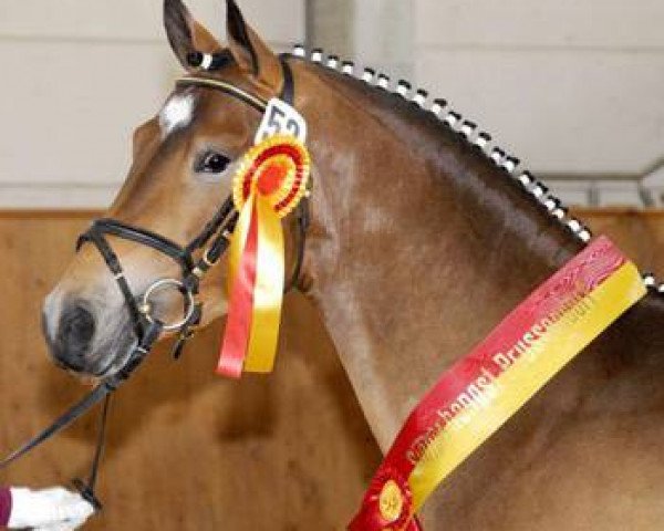stallion Be Happy (German Riding Pony, 2004, from Brillant's Boy)