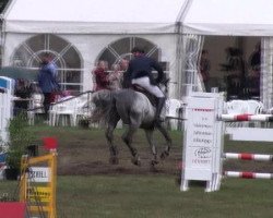 jumper Showmaster SB (German Sport Horse, 2005, from Saccor)