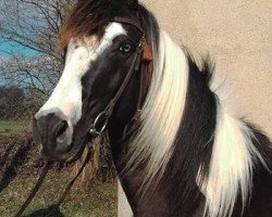 dressage horse Amigo (Lewitzer, 2000, from Shamani)