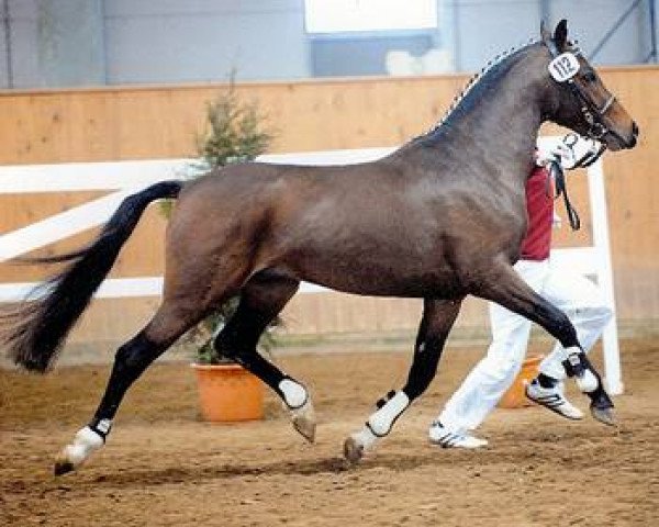 stallion Dynamit Harry (German Riding Pony, 2006, from D'Acord)